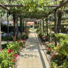 Pergolato coperto di viti su sentiero con fiori rossi e arbusti verdi ai lati.